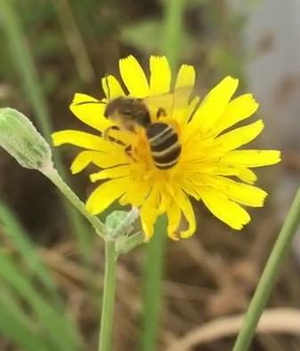 Réf. 347 388 : Halictus sp.